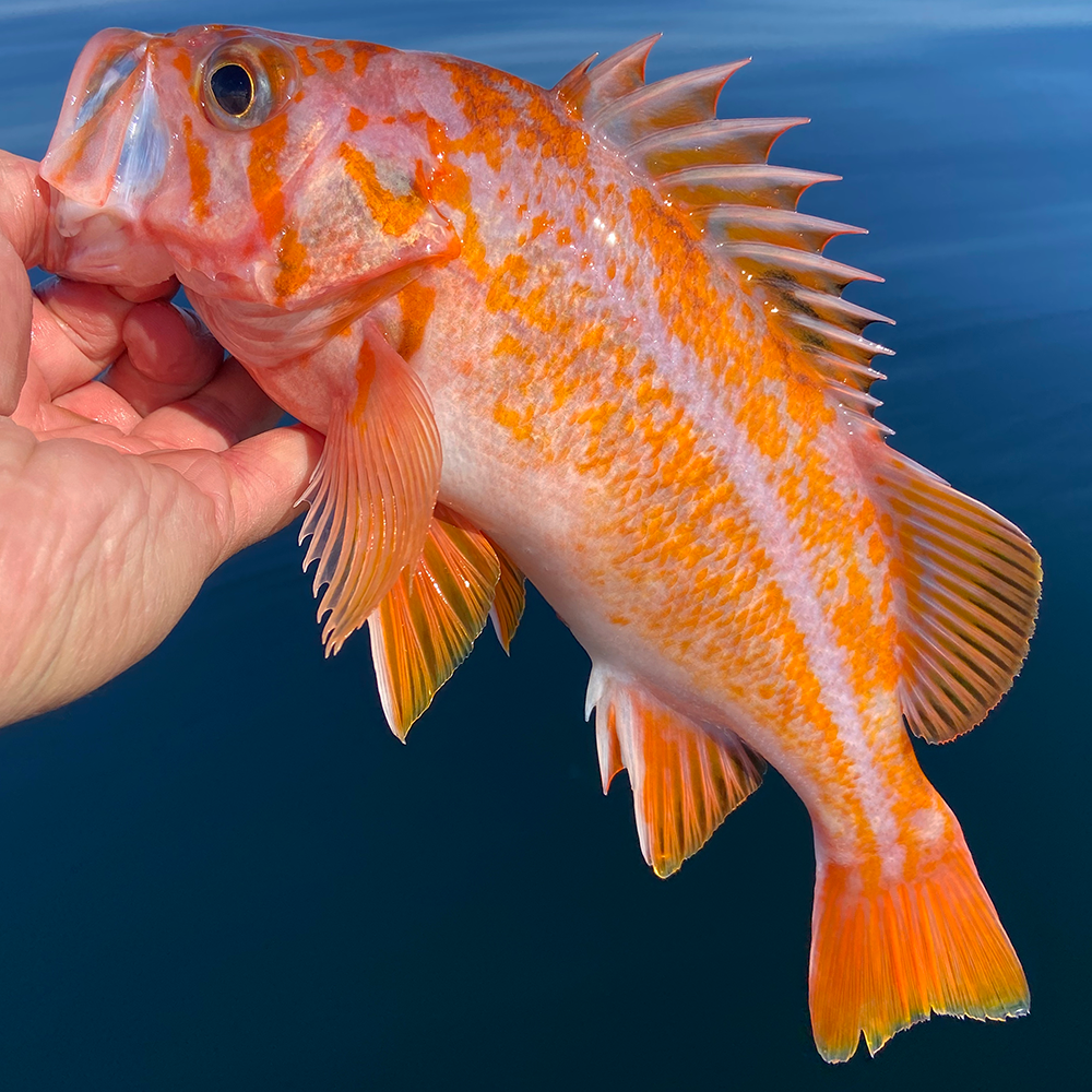 Rockfish, Canary Peeling Line